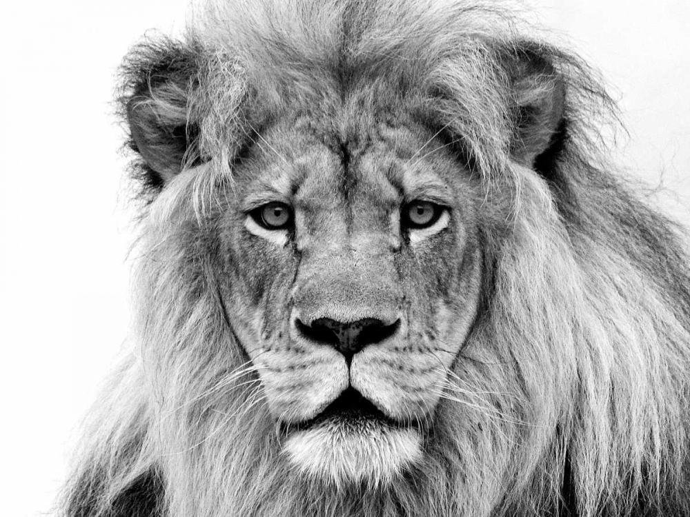 Male Lion art print by William Franklin for $57.95 CAD