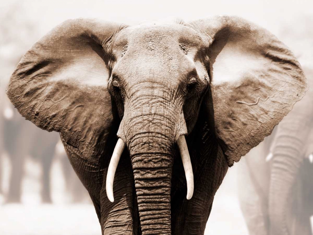 African Elephant art print by Anonymous for $57.95 CAD