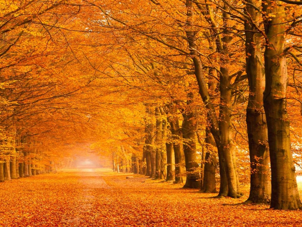 Woods in autumn art print by Pangea Images for $57.95 CAD