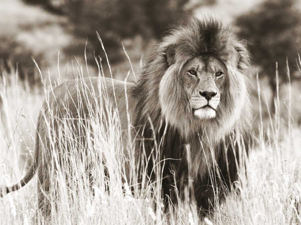 Male lion art print by Anonymous for $57.95 CAD