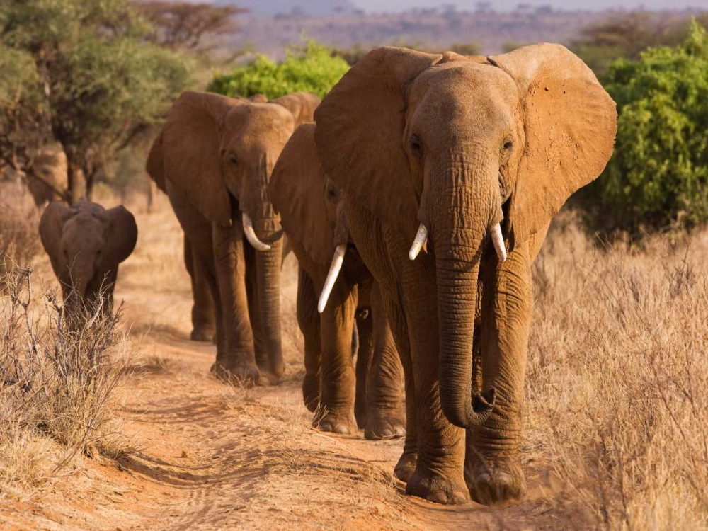 Herd of African Elephants- Kenya art print by Anonymous for $57.95 CAD