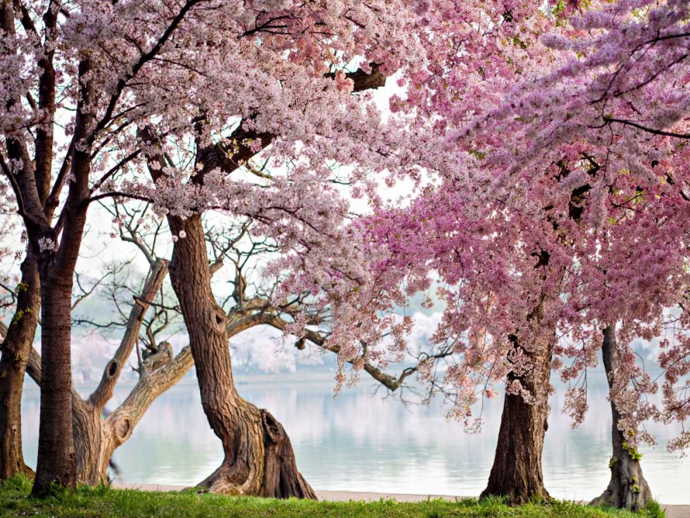 A row of cherry trees bloom at sunrise on the edge of the tidal basin. Washington- USA art print by Anonymous for $57.95 CAD