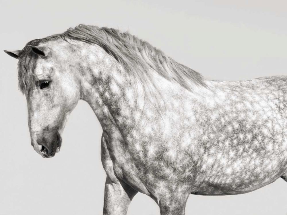 Leia- Andalusian Pony art print by Pangea Images for $57.95 CAD