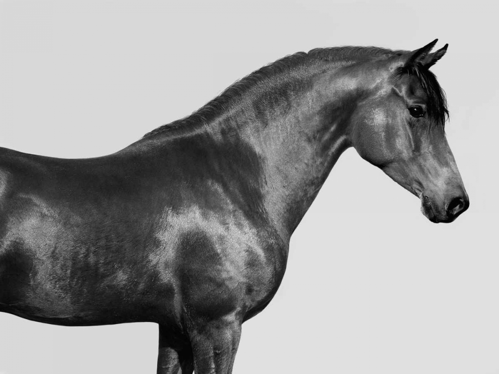 Orpheus- Arab Horse art print by Pangea Images for $57.95 CAD