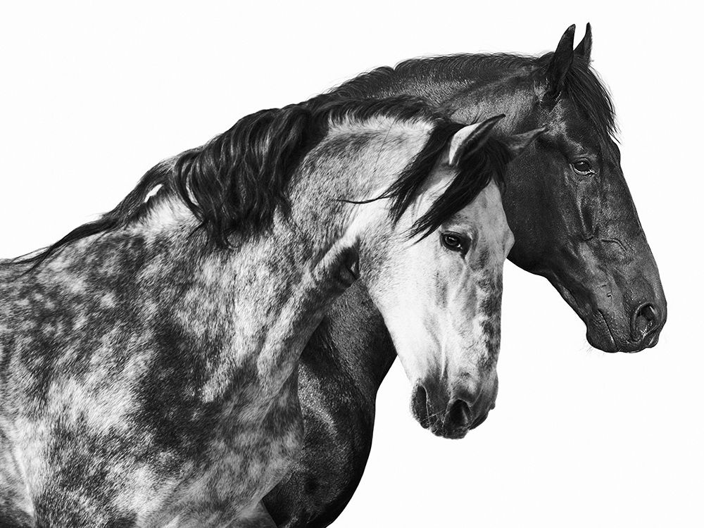 Together art print by Pangea Images for $57.95 CAD