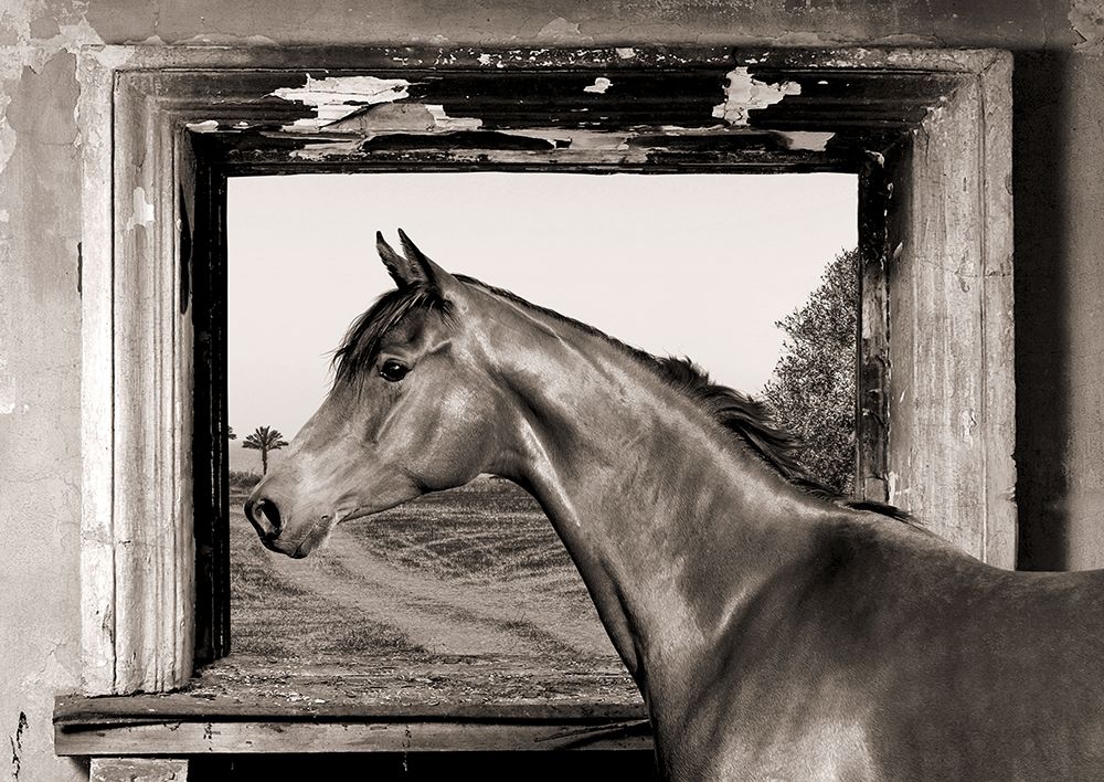 Arab King (BW) art print by Julian Lauren for $57.95 CAD