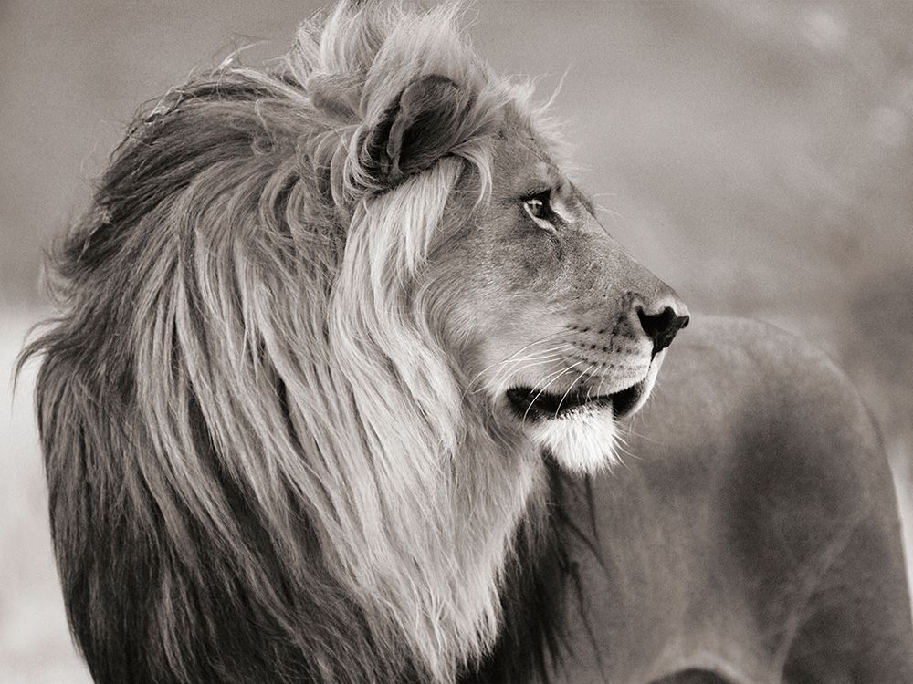 Male lion, Namibia (BW) art print by Anonymous for $57.95 CAD