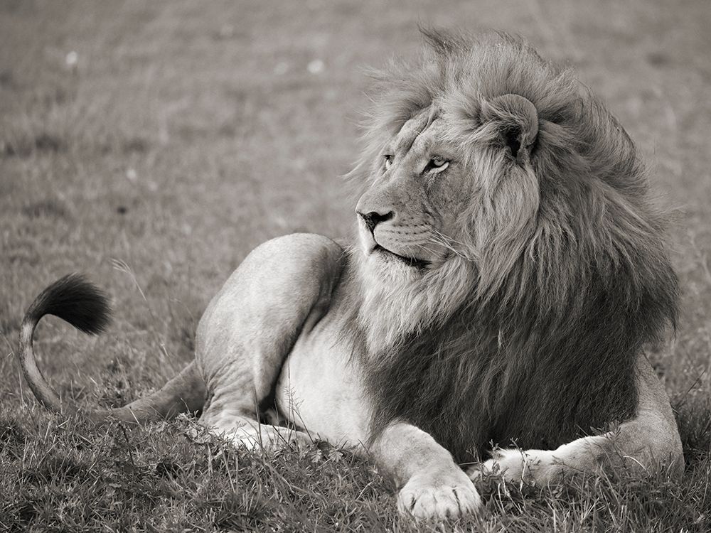 Male lion, Serengeti National Park art print by Pangea Images for $57.95 CAD