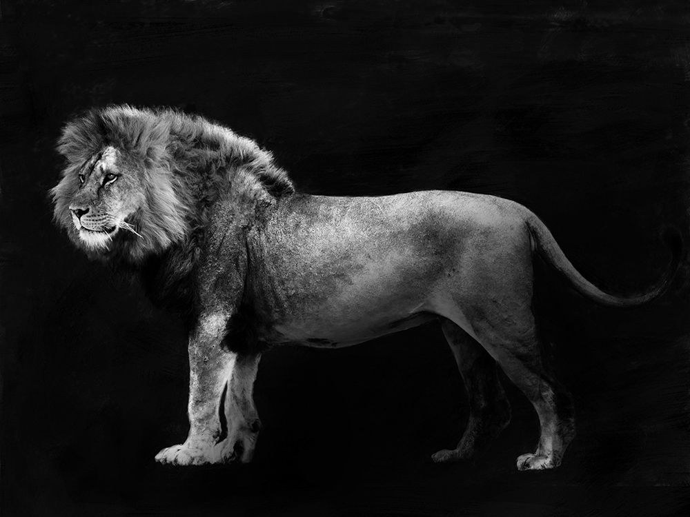 Panthera Leo art print by Julian Lauren for $57.95 CAD