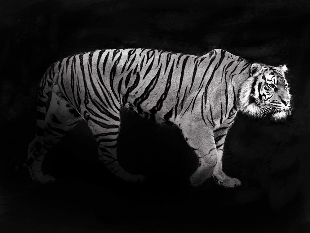 Panthera Tigris art print by Julian Lauren for $57.95 CAD