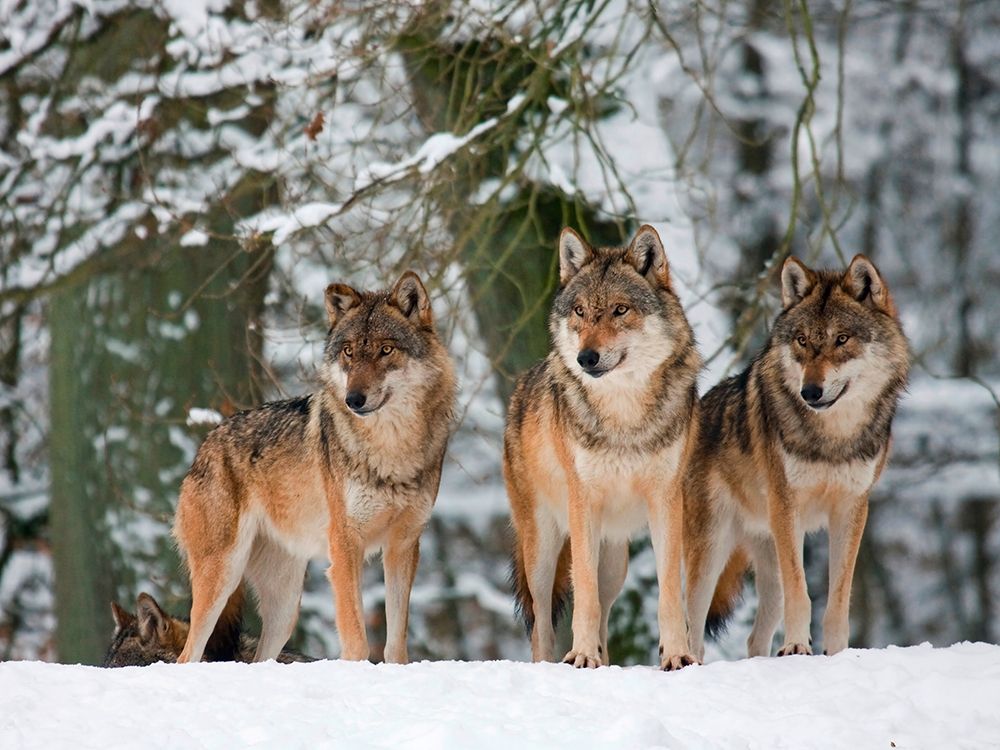 Wolves in the snow, Germany art print by Anonymous for $57.95 CAD