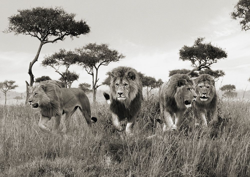 Brothers- Masai Mara- Kenya art print by Pangea Images for $57.95 CAD