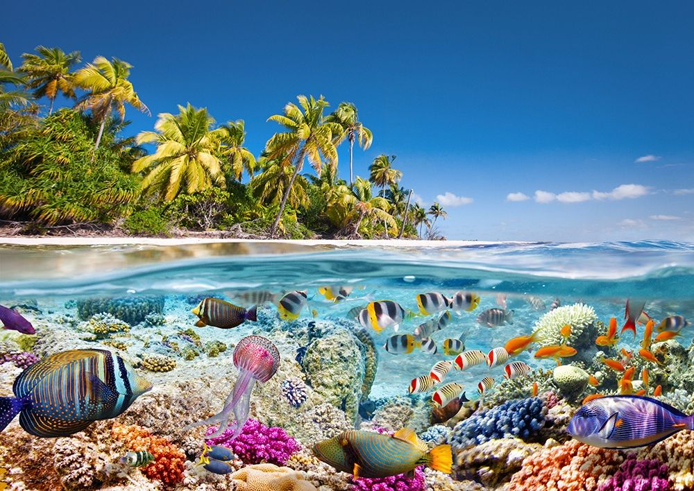 Underwater life art print by Pangea Images for $57.95 CAD