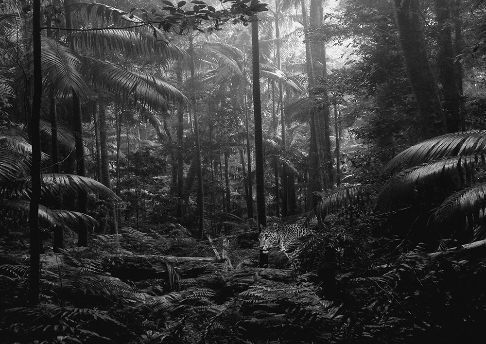 In the Jungle art print by Pangea Images for $57.95 CAD