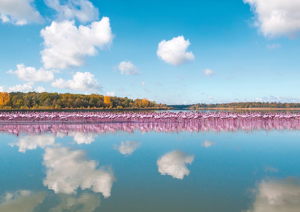 Flamingos Reflection - Camargue - France art print by Pangea Images for $57.95 CAD