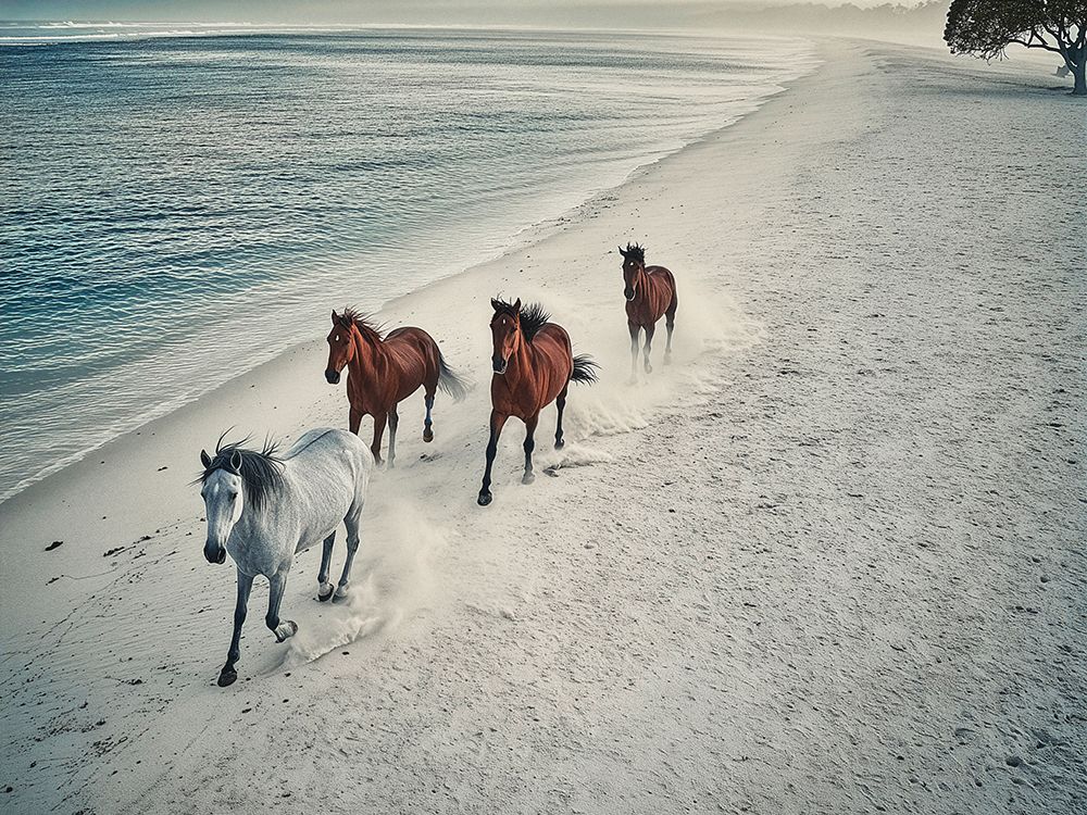 Herd of wild horses art print by Pangea Images for $57.95 CAD
