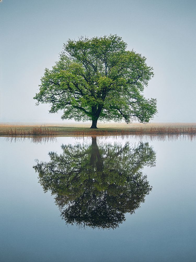Tree Reflection, Berkshire, UK art print by Pangea Images for $57.95 CAD