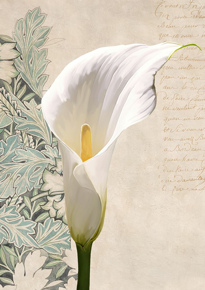 Calla II art print by Elena Dolci for $57.95 CAD