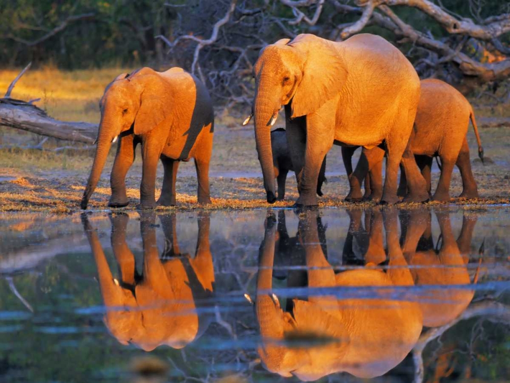 African elephants, Okavango, Botswana art print by Frank Krahmer for $57.95 CAD