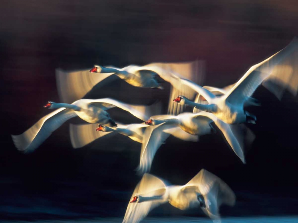 Mute swan, Munich, Germany art print by Frank Krahmer for $57.95 CAD