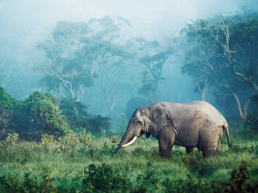 African elephant, Ngorongoro Crater, Tanzania art print by Frank Krahmer for $57.95 CAD