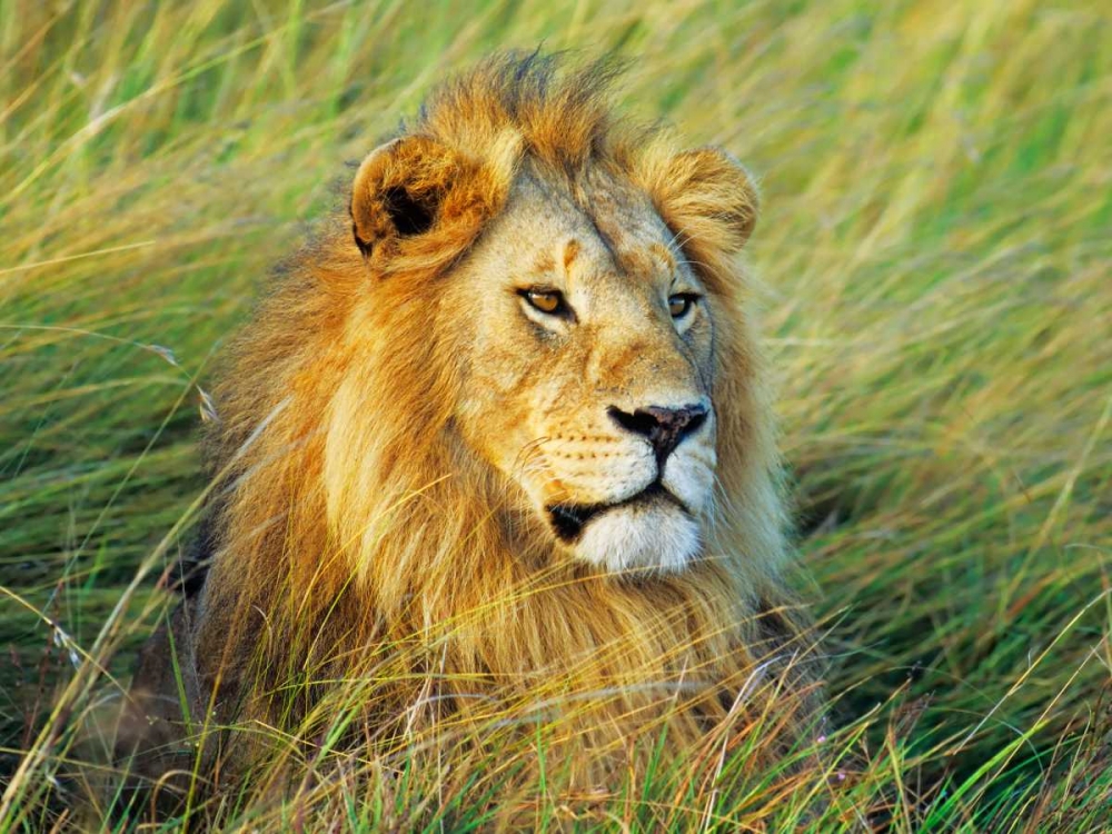 African lion, Masai Mara, Kenya art print by Frank Krahmer for $57.95 CAD