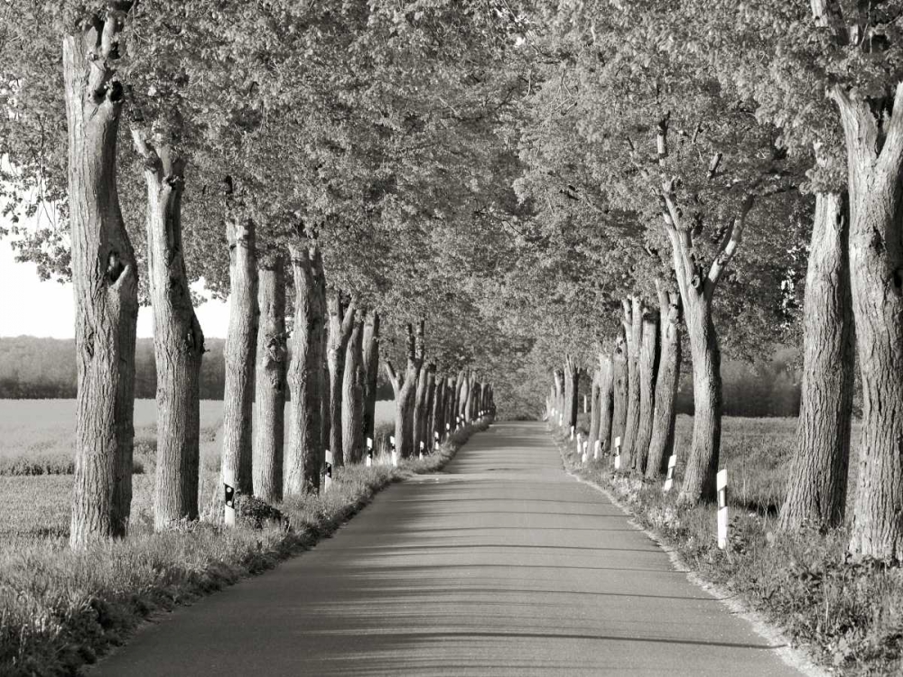 Lime tree alley, Mecklenburg Lake District, Germany art print by Frank Krahmer for $57.95 CAD