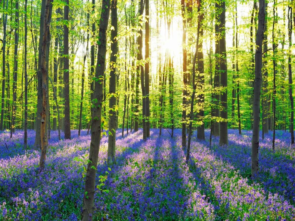 Beech forest with bluebells, Belgium art print by Frank Krahmer for $57.95 CAD
