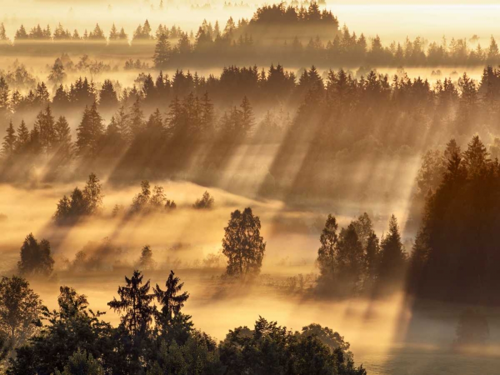 Fog impression at Sindelbachfilz, Bavaria, Germany art print by Frank Krahmer for $57.95 CAD