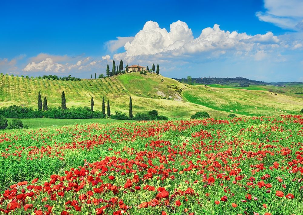 Farmhouse with Cypresses and Poppies- Val dOrcia- Tuscany art print by Frank Krahmer for $57.95 CAD