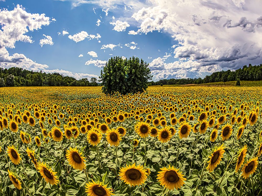 Gelso tra i girasoli art print by Fulvio Ferrua for $57.95 CAD