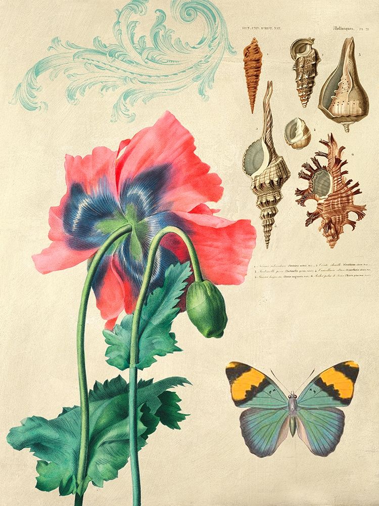 Cabinet of Curiosities n. 3 art print by Joannoo for $57.95 CAD