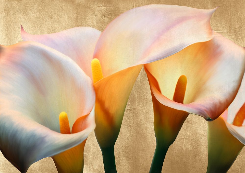 Jewel Callas art print by Luca Villa for $57.95 CAD