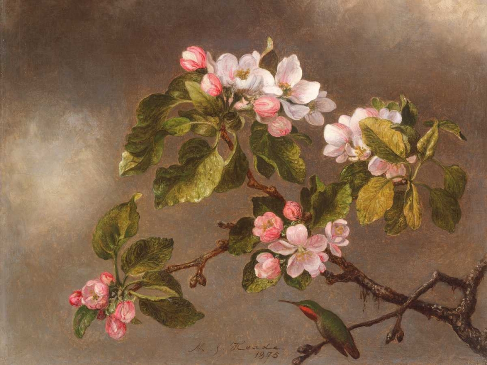 Hummingbird and Apple Blossoms art print by Martin Johnson Heade for $57.95 CAD