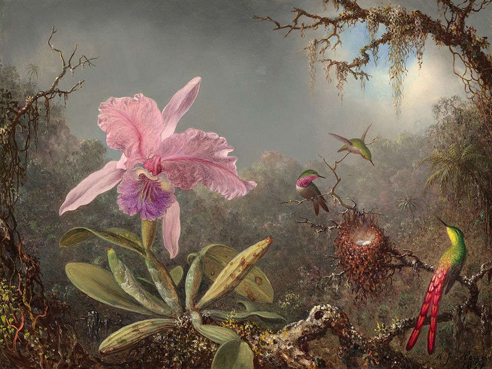 Cattleya orchid and three hummingbirds art print by Martin Johnson Heade for $57.95 CAD