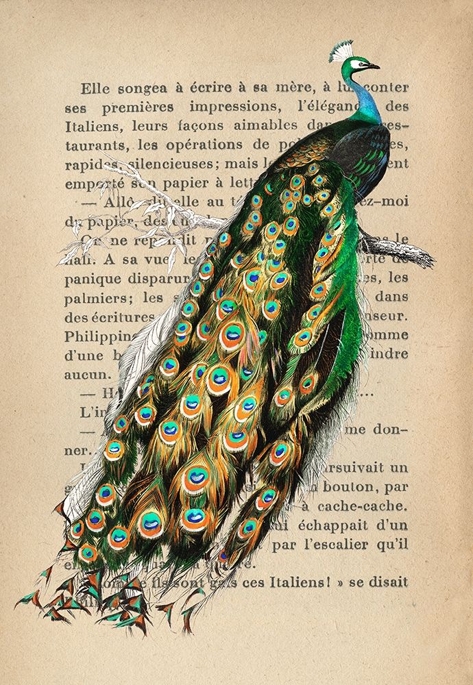 Indian peafowl- After DOrbigny art print by Stef Lamanche for $57.95 CAD