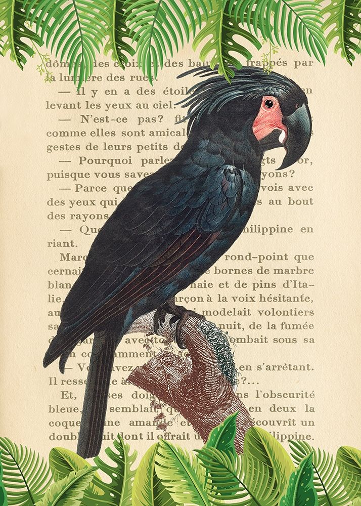 The Palm Cockatoo- After Levaillant art print by Stef Lamanche for $57.95 CAD