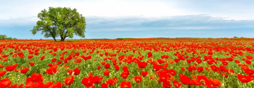 Tree in a poppy field art print by Anonymous for $57.95 CAD