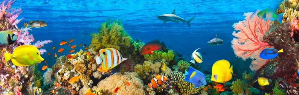 Life in the Coral Reef- Maldives art print by Pangea Images for $57.95 CAD