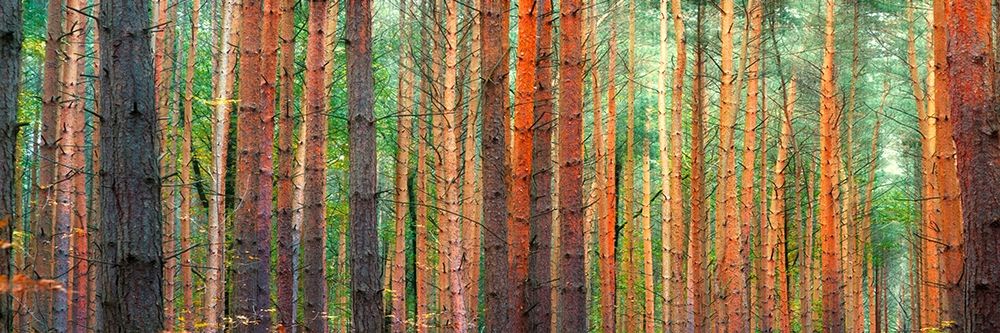 Colors of the Woods art print by Pangea Images for $57.95 CAD