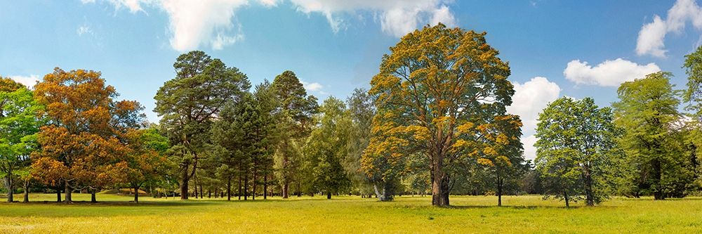 Trees in a Park art print by Pangea Images for $57.95 CAD