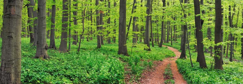 Beech forest, Germany art print by Frank Krahmer for $57.95 CAD
