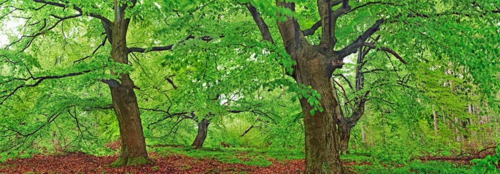 European beech, Kellerwald, Germany art print by Frank Krahmer for $57.95 CAD