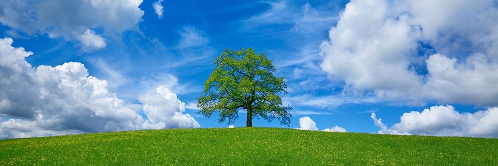Oak and clouds, Bavaria, Germany art print by Frank Krahmer for $57.95 CAD