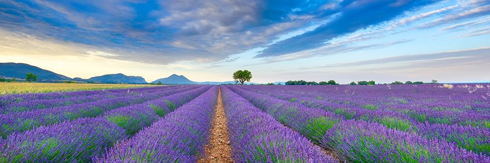 Lavender field, France art print by Frank Krahmer for $57.95 CAD
