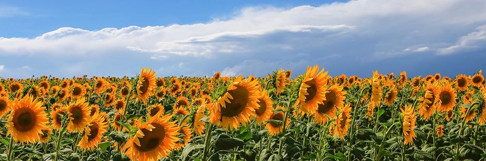 Girasoli in Val DOrcia art print by Fulvio Ferrua for $57.95 CAD