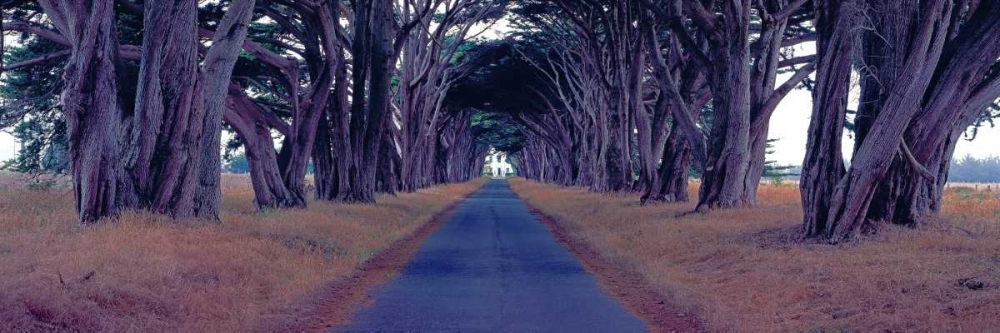 Monterey Cypress Trees Point Reyes California art print by Richard Berenholtz for $57.95 CAD