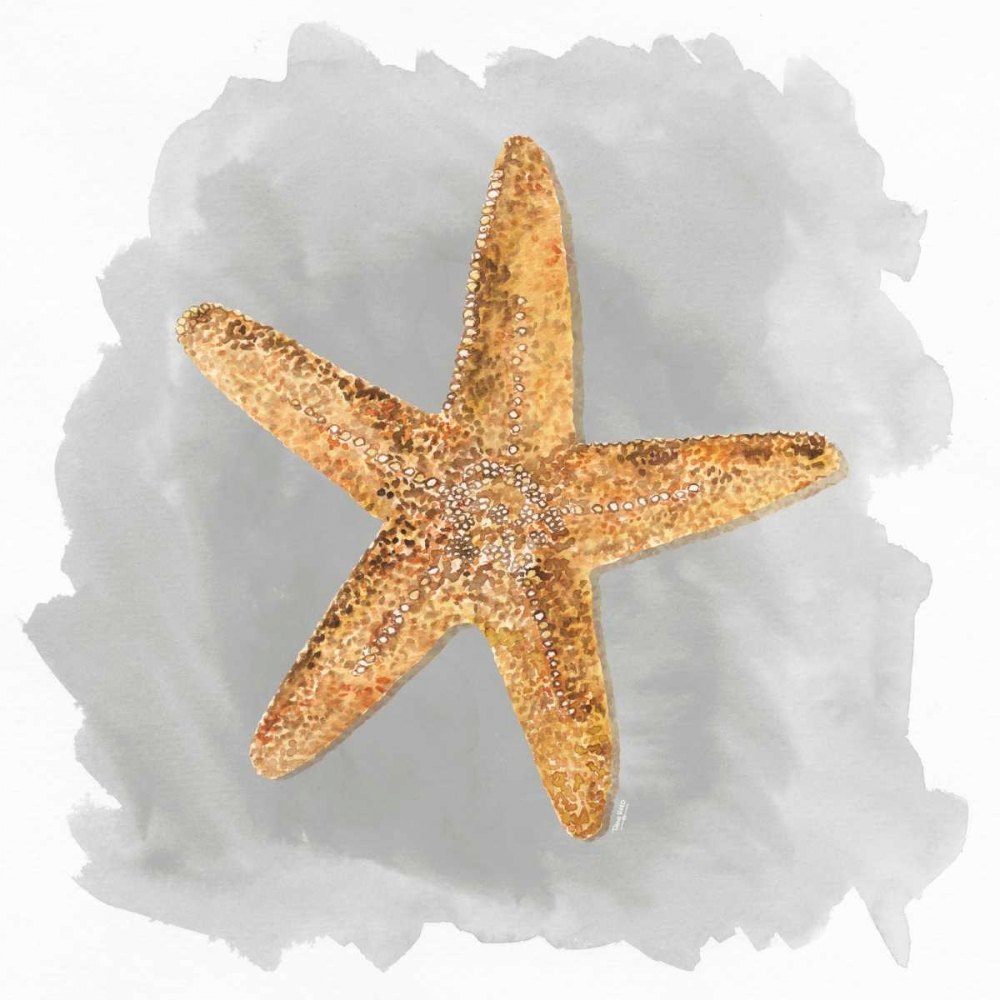 Shells on Grey VI art print by Tara Reed for $57.95 CAD