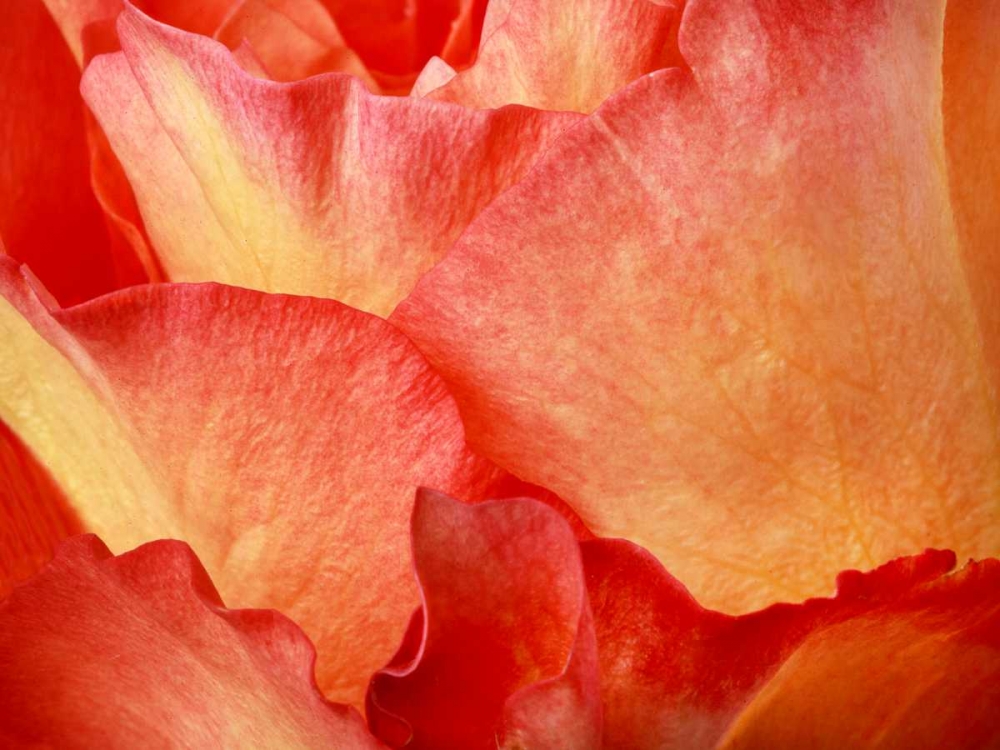 Fire art print by Susan Michal for $57.95 CAD