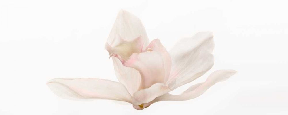 Cattleya art print by Susan Michal for $57.95 CAD
